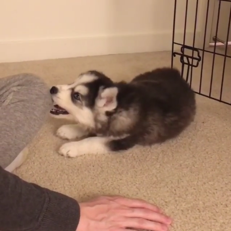 動物,犬,猫,しつけ,飼い方,育て方,病気,健康