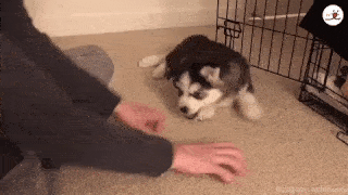 動物,犬,猫,しつけ,飼い方,育て方,病気,健康