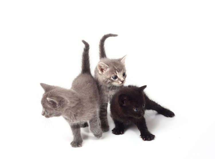 オンリーワンな魅力あり。ミックス猫ってどんな猫?