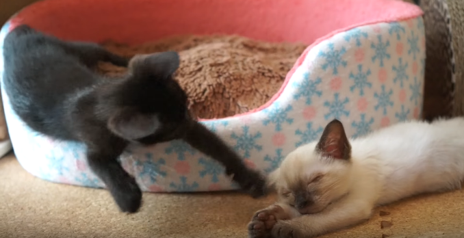 動物,犬,猫,しつけ,飼い方,育て方,病気,健康