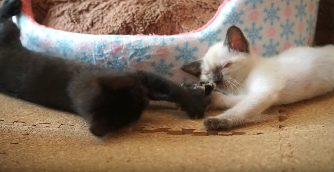 動物,犬,猫,しつけ,飼い方,育て方,病気,健康