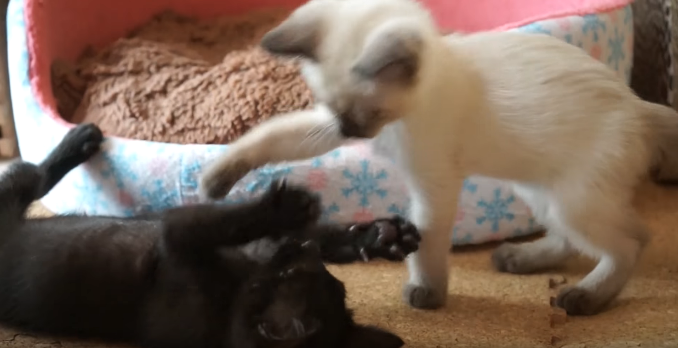動物,犬,猫,しつけ,飼い方,育て方,病気,健康