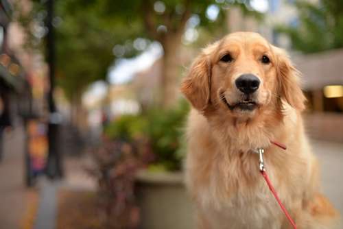 動物,犬,猫,しつけ,飼い方,育て方,病気,健康