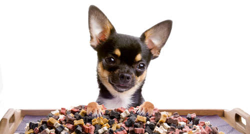 動物,犬,猫,しつけ,飼い方,育て方,病気,健康