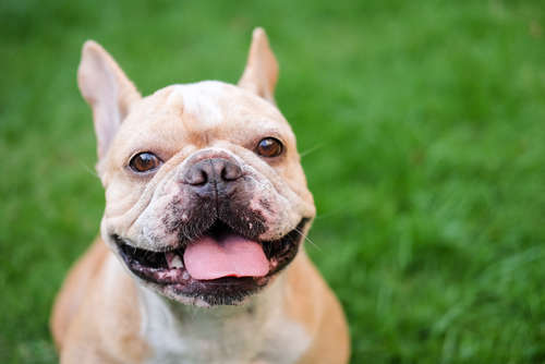 動物,犬,猫,しつけ,飼い方,育て方,病気,健康
