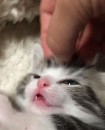 動物,犬,猫,しつけ,飼い方,育て方,病気,健康