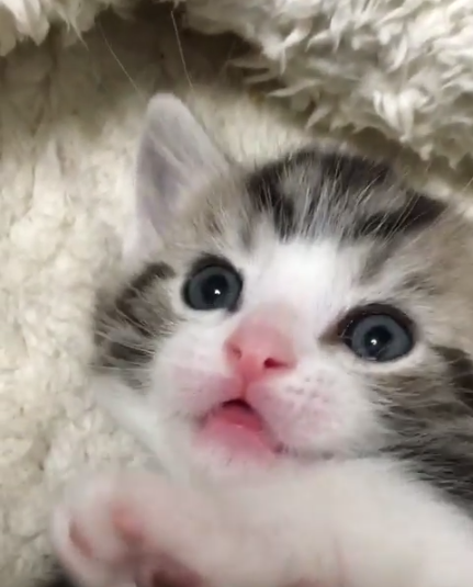 動物,犬,猫,しつけ,飼い方,育て方,病気,健康
