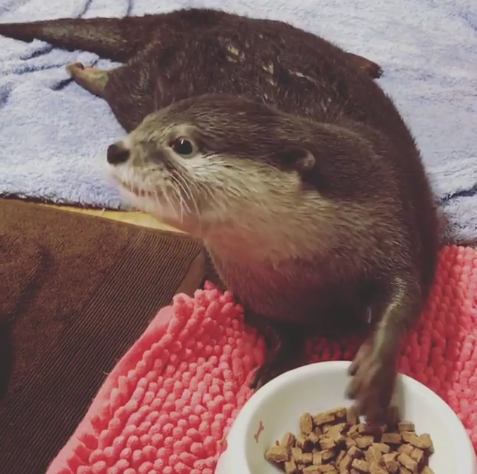 動物,犬,猫,しつけ,飼い方,育て方,病気,健康