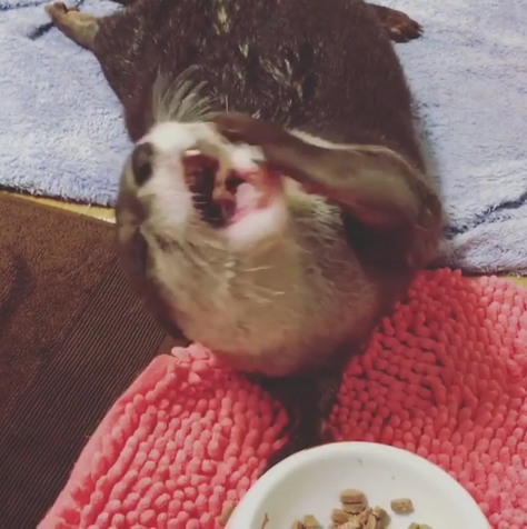 動物,犬,猫,しつけ,飼い方,育て方,病気,健康