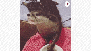 動物,犬,猫,しつけ,飼い方,育て方,病気,健康