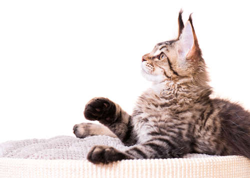 動物,犬,猫,しつけ,飼い方,育て方,病気,健康