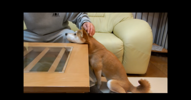 動物,犬,猫,しつけ,飼い方,育て方,病気,健康