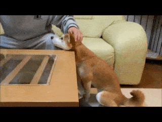 動物,犬,猫,しつけ,飼い方,育て方,病気,健康