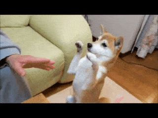 動物,犬,猫,しつけ,飼い方,育て方,病気,健康