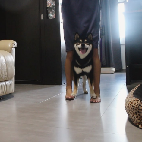 動物,犬,猫,しつけ,飼い方,育て方,病気,健康