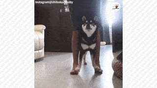 動物,犬,猫,しつけ,飼い方,育て方,病気,健康