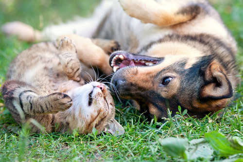 動物,犬,猫,しつけ,飼い方,育て方,病気,健康