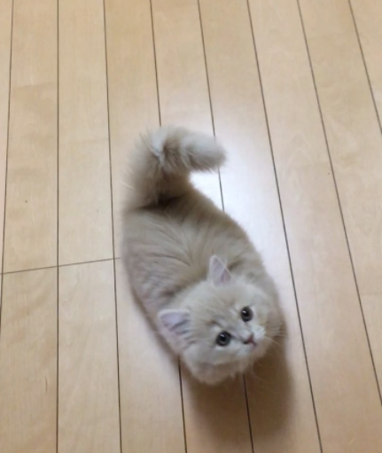 動物,犬,猫,しつけ,飼い方,育て方,病気,健康