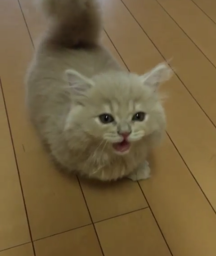 動物,犬,猫,しつけ,飼い方,育て方,病気,健康