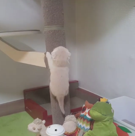 動物,犬,猫,しつけ,飼い方,育て方,病気,健康