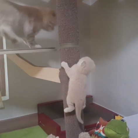 動物,犬,猫,しつけ,飼い方,育て方,病気,健康