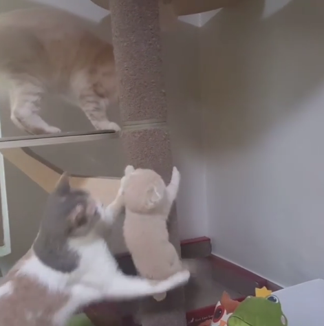 動物,犬,猫,しつけ,飼い方,育て方,病気,健康
