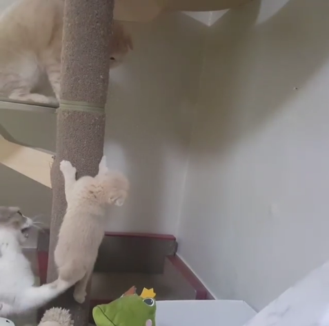 動物,犬,猫,しつけ,飼い方,育て方,病気,健康