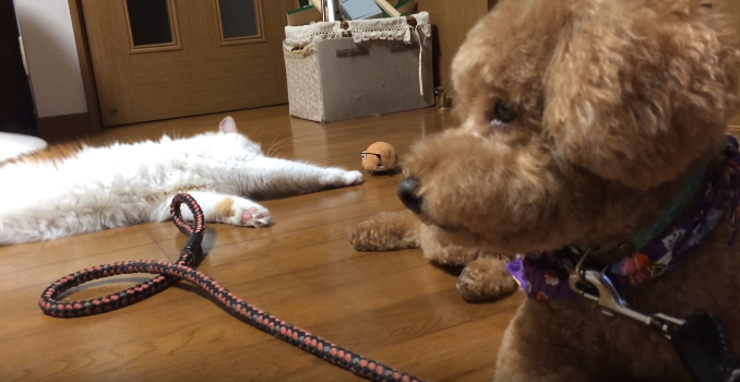動物,犬,猫,しつけ,飼い方,育て方,病気,健康