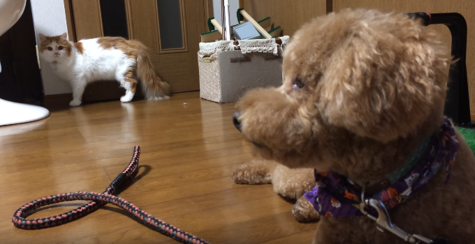 動物,犬,猫,しつけ,飼い方,育て方,病気,健康