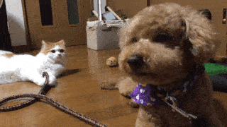 動物,犬,猫,しつけ,飼い方,育て方,病気,健康