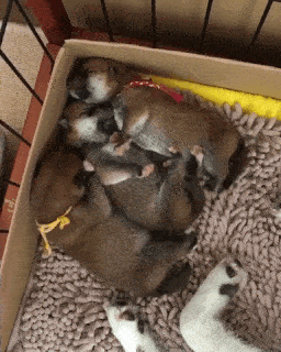 動物,犬,猫,しつけ,飼い方,育て方,病気,健康