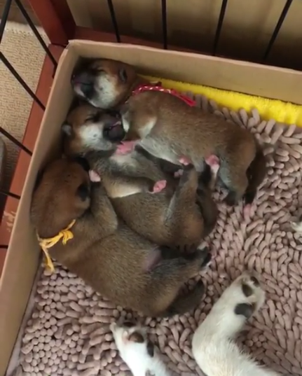 動物,犬,猫,しつけ,飼い方,育て方,病気,健康