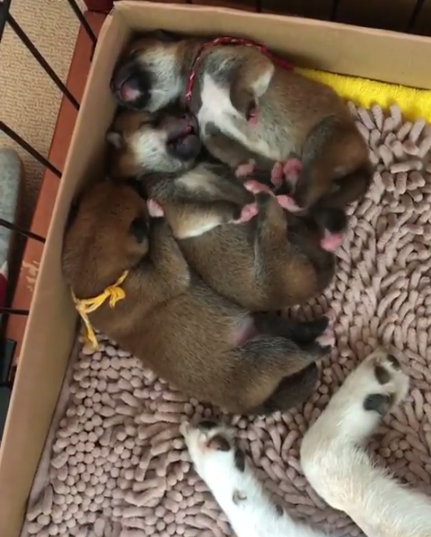 動物,犬,猫,しつけ,飼い方,育て方,病気,健康