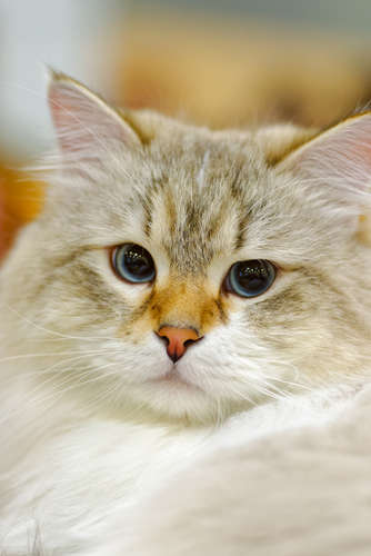 動物,犬,猫,しつけ,飼い方,育て方,病気,健康