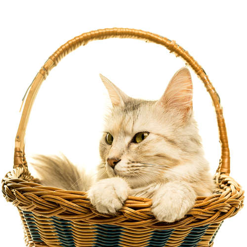 動物,犬,猫,しつけ,飼い方,育て方,病気,健康