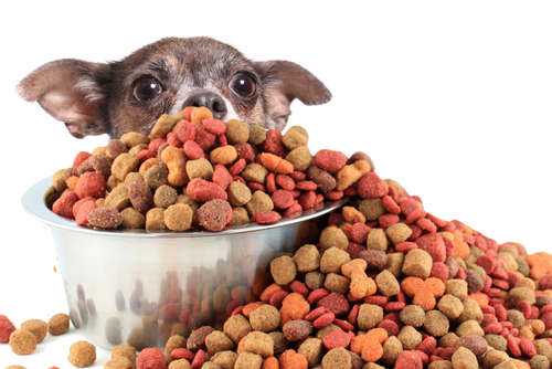 動物,犬,猫,しつけ,飼い方,育て方,病気,健康