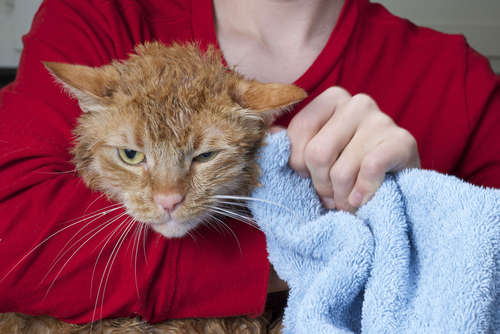 動物,犬,猫,しつけ,飼い方,育て方,病気,健康
