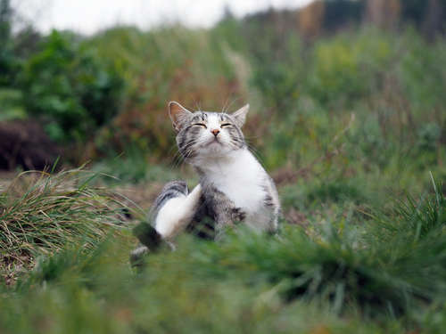 動物,犬,猫,しつけ,飼い方,育て方,病気,健康