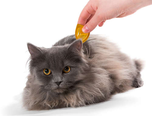 動物,犬,猫,しつけ,飼い方,育て方,病気,健康