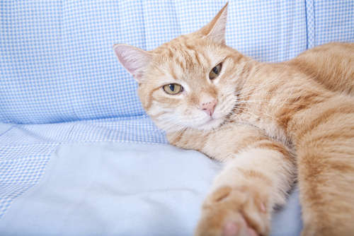 動物,犬,猫,しつけ,飼い方,育て方,病気,健康