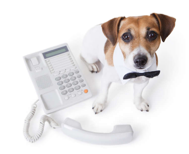 動物,犬,猫,しつけ,飼い方,育て方,病気,健康