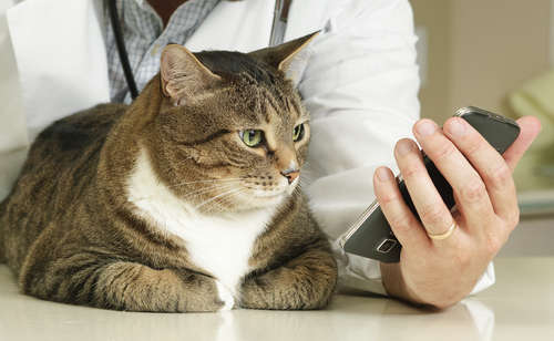 動物,犬,猫,しつけ,飼い方,育て方,病気,健康
