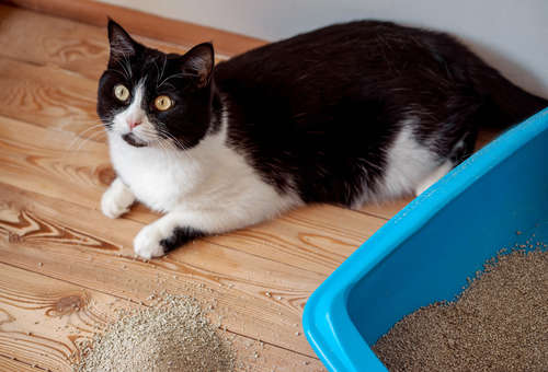 動物,犬,猫,しつけ,飼い方,育て方,病気,健康