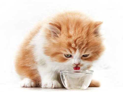 動物,犬,猫,しつけ,飼い方,育て方,病気,健康