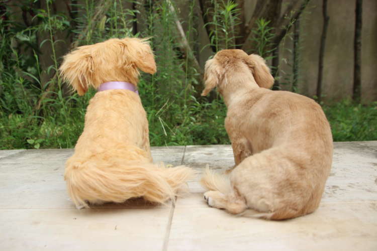 動物,犬,猫,しつけ,飼い方,育て方,病気,健康