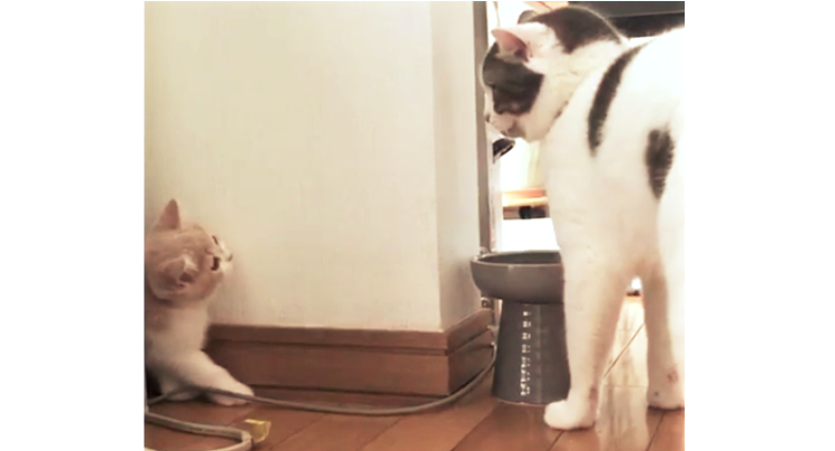 『ほんとは仲よくしたいの…』新しく家族になった子猫→ 先住猫との距離感が、もどかしかった(ノД`)♡