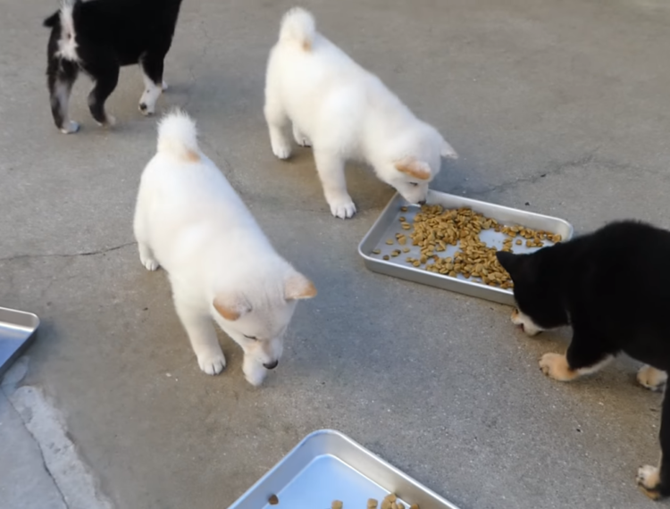 動物,犬,猫,しつけ,飼い方,育て方,病気,健康