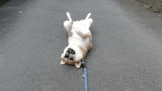 動物,犬,猫,しつけ,飼い方,育て方,病気,健康