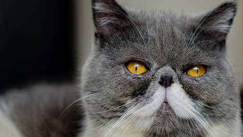 動物,犬,猫,しつけ,飼い方,育て方,病気,健康