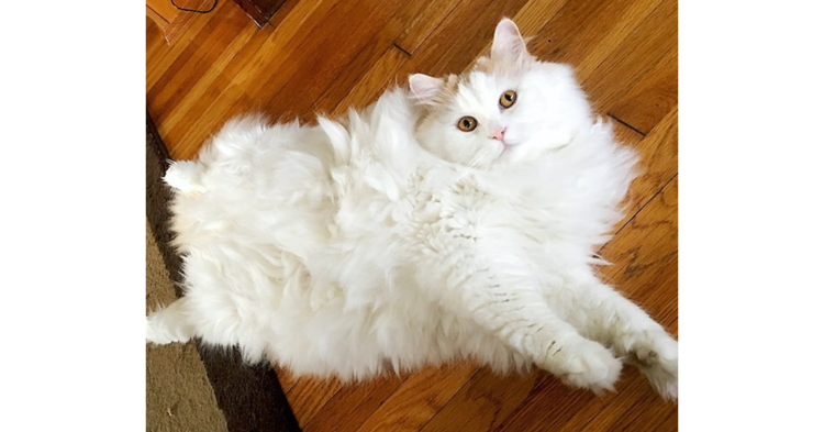 【モフモフを極めました♡】思わず抱きしめたくなる、ふわもこ猫ルイくんの画像集(*‘∀‘)♡ 10枚